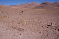 Bilder Chile 2013 14 332 (Kopie)